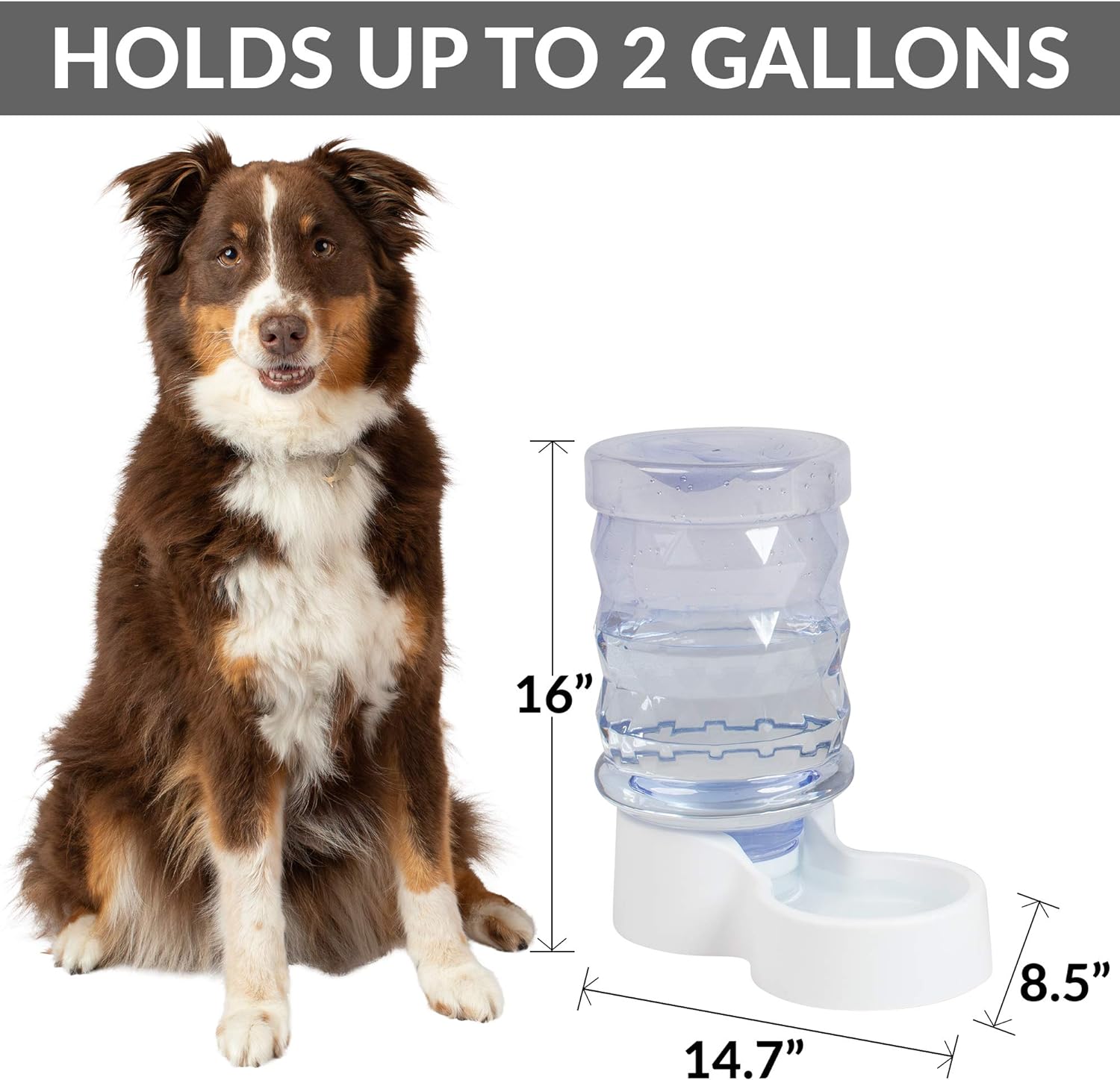 2 gallon dog water dispenser best sale